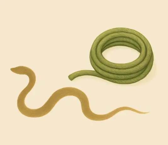 Coverafbeelding soetra 1.8 uit de Yoga Sutra van Patanjali, illustratie van viparyaya en vergissing in waarneming